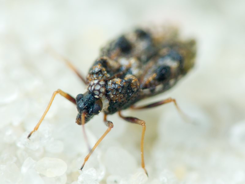 Dictyla rotundata (Herrich-Schäffer, 1835)
